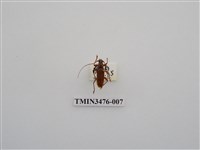 藏品(長角姬天牛)的圖片